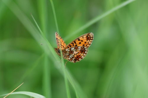 Eurasian Silver-bordered Fritillary