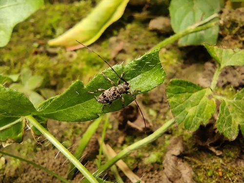 Leiopus femoratus