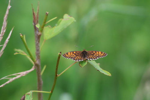 Heath Fritillary