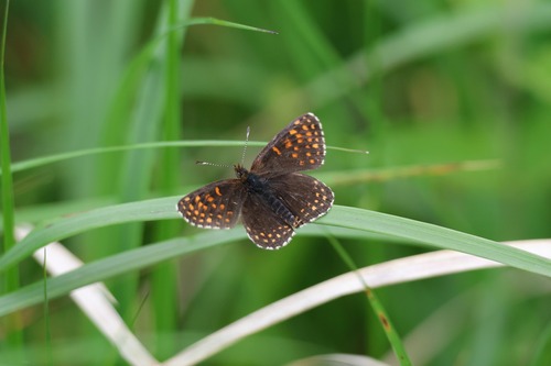 False Heath Fritillary