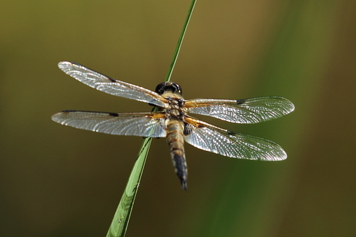 Four-spotted Skimmer