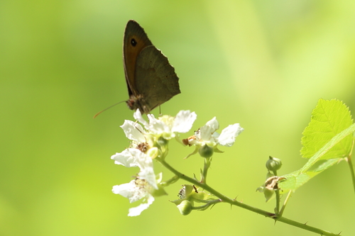 Meadow Brown
