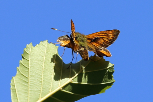 Large Skipper