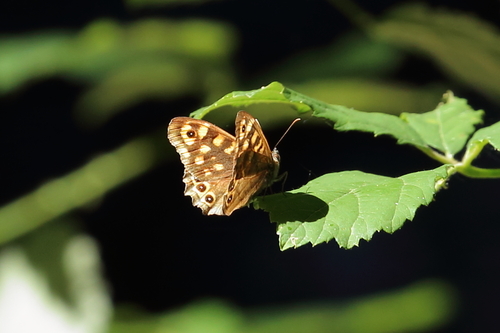 Speckled Wood