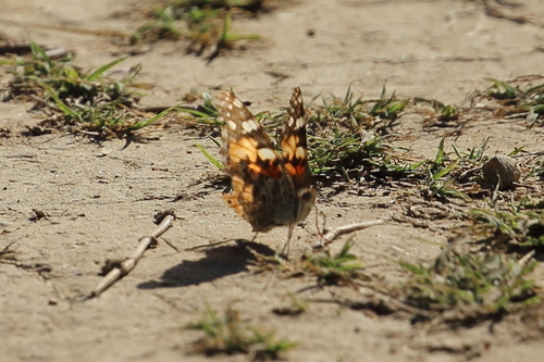 Painted Lady