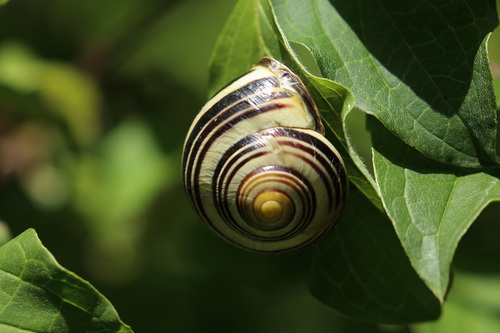 Brown-lipped Snail