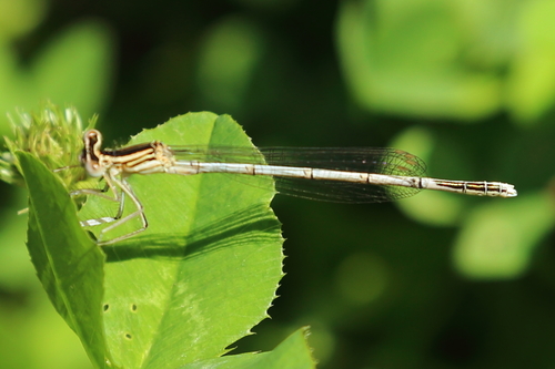 Blue Featherleg