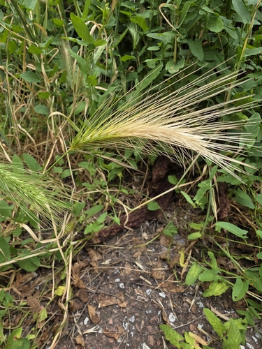 wall barley