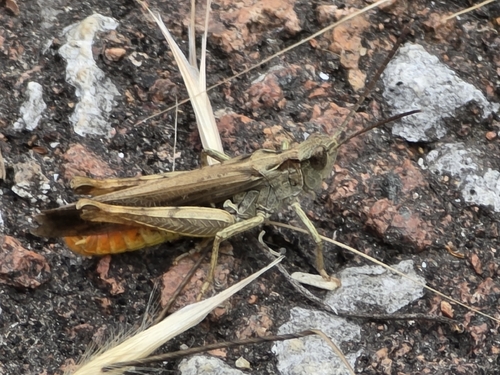 Common Field Grasshopper