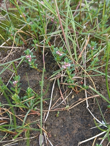 Sea Milkwort