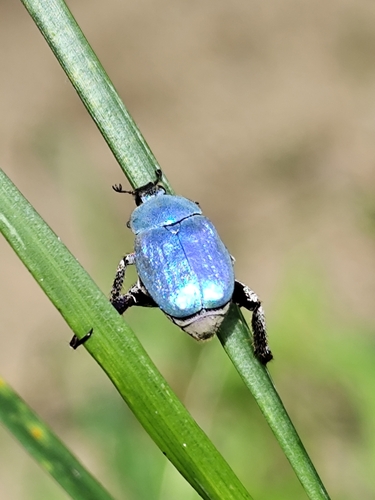 Cerulean Chafer Beetle