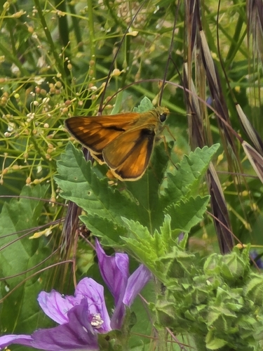 Large Skipper