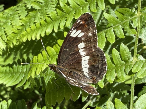 Eurasian White Admiral