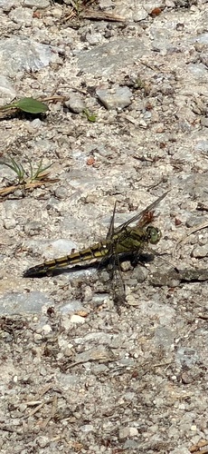 Black-tailed Skimmer