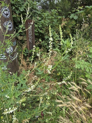 White Sweetclover