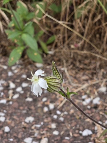 white campion