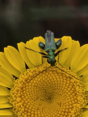 Thick-legged Flower Beetle