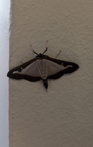 Box Tree Moth