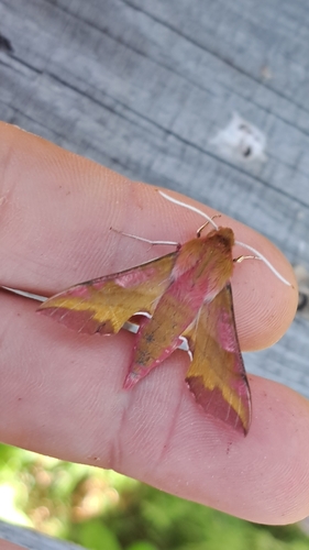 Small Elephant Hawkmoth
