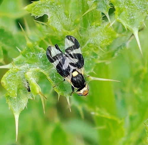 Thistle Stem Gall Fly