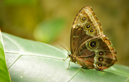 Common Morpho