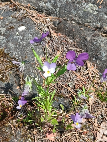 Wild Pansy