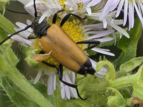 tawny longhorn beetle