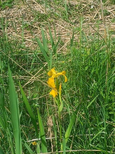 Yellow Iris