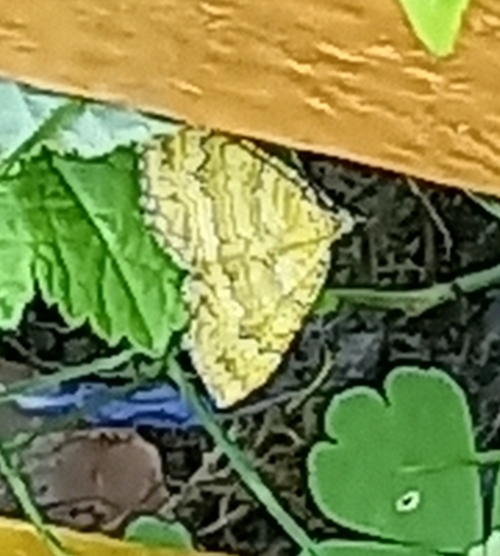 Yellow Shell Moth