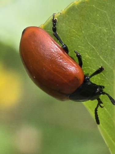 Poplar Leaf Beetle