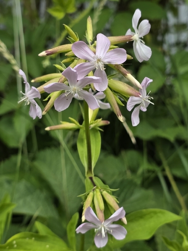 common soapwort