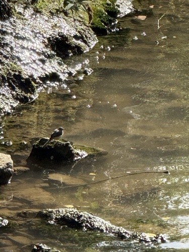 Grey Wagtail