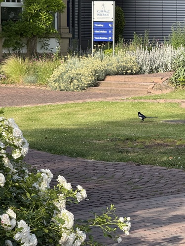 Eurasian Magpie