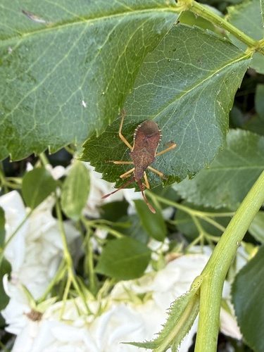 Box Bug