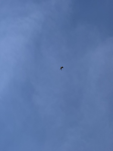 Eurasian Kestrel
