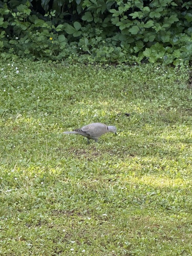 Eurasian Collared-Dove