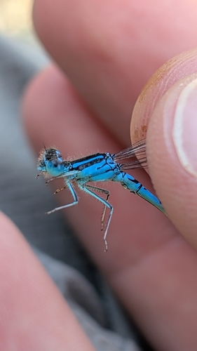Dainty Damselfly
