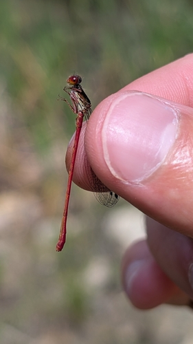 Small Red Damselfly