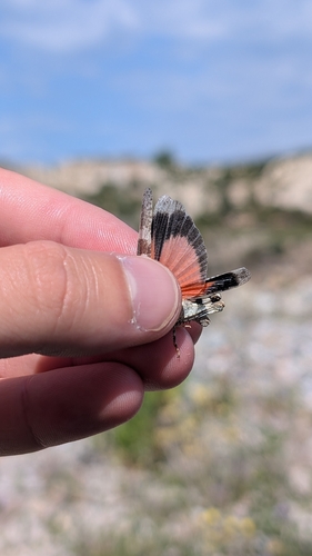 Red-winged Grasshopper