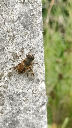 Common Drone Fly