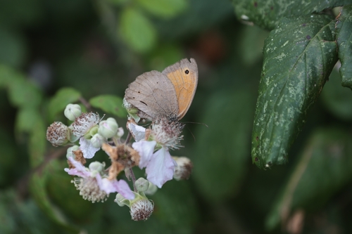 Meadow Brown
