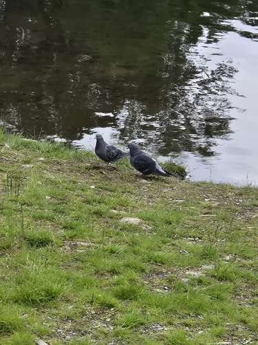 Feral Pigeon
