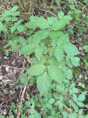 European black elderberry