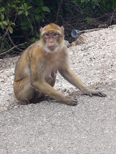 Barbary Macaque