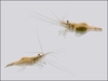 Mississippi Grass Shrimp - Photo (c) Tony Long, all rights reserved, uploaded by Tony Long