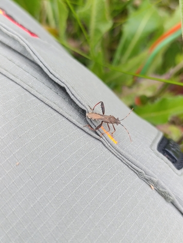 Camptopus lateralis