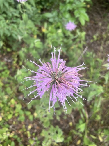 wild bergamot