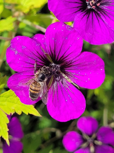 Western Honey Bee