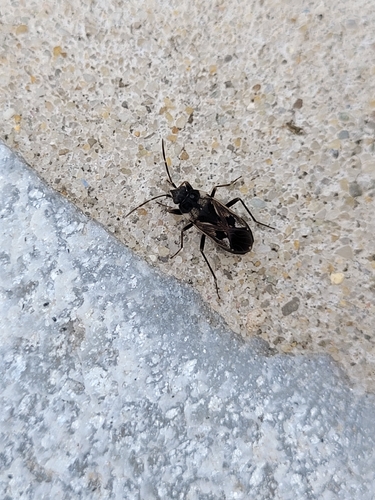 bright-spotted groundbug