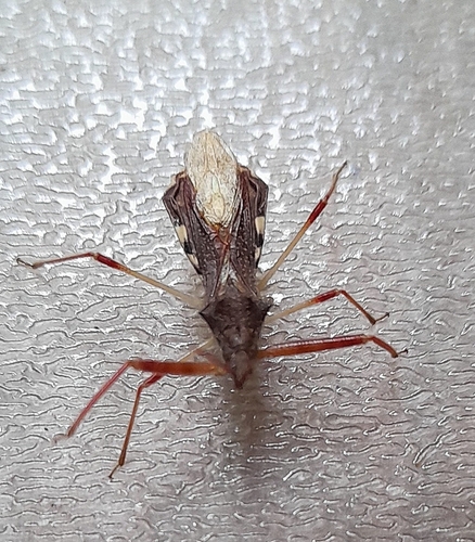 Nagusta goedelii